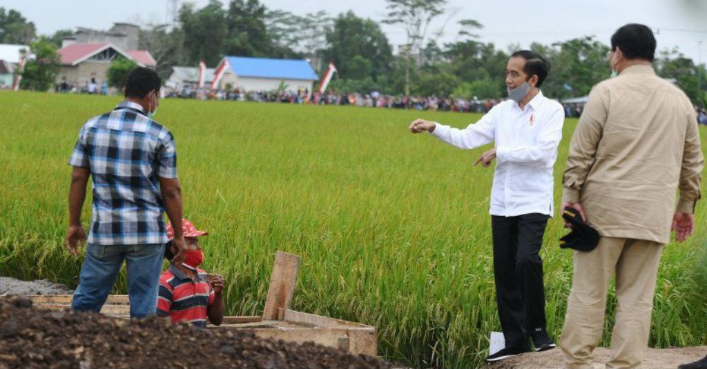 Food Estate Kalteng-Sumut, Jokowi: Harus Dikalkulasikan Secara Matang
