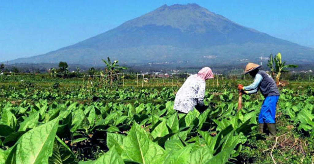 Harga Anjlok, Pemerintah Turun Langsung Dorong Pembelian Tembakau Petani