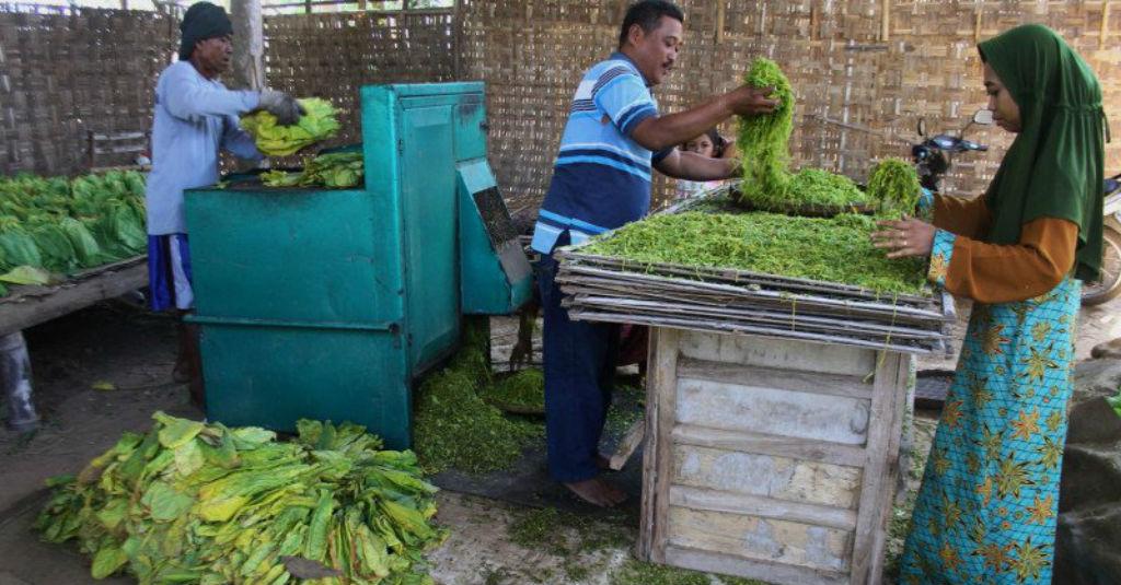 Lewat Tarif Cukai, Pemerintah Diminta Lindungi Petani Tembakau