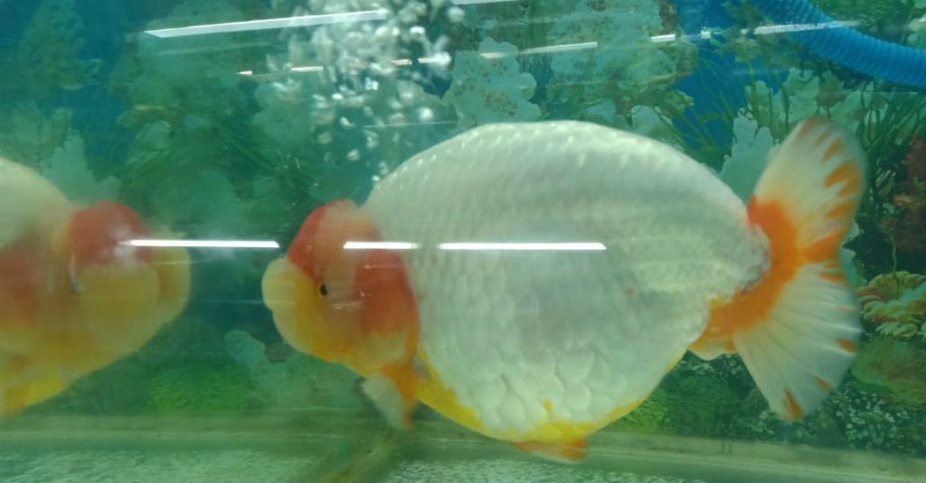 Pelihara Ikan Mas Koki, Hobi Menguntungkan di Kala Pandemi