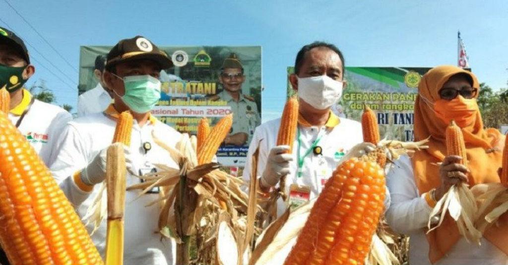 Stafsus Mentan Hadiri Panen Raya Jagung di Kendari
