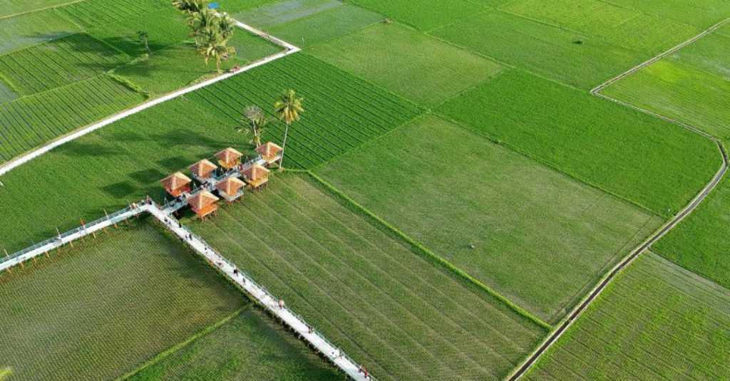 Wisata Sawah Desa Huntu Selatan Ramai Dikunjungi Wisatawan