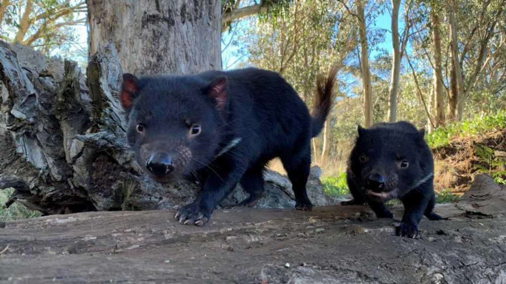 Tasmanian Devil Akhirnya Dilepasliarkan Setelah 3000 Tahun