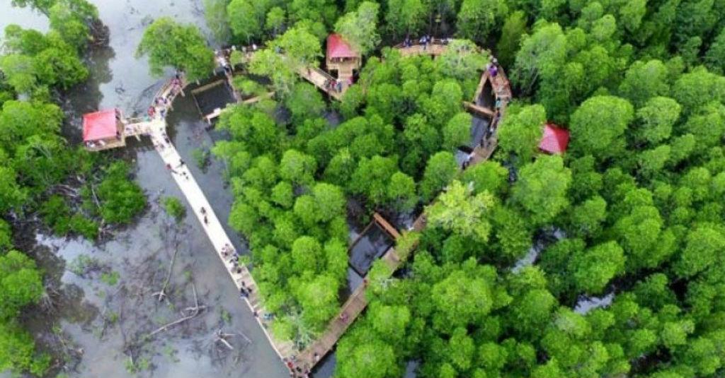 Menko Luhut Akan Canangkan Program "Replanting" Lahan Mangrove