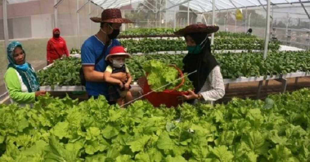 Menanam Sayuran Hydroponik Solusi Penuhi Kebutuhan Pangan
