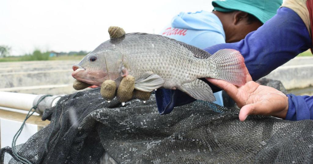 Jaga Kualitas Ekspor, BKIPM Susun Daftar Penyakit Ikan Berbahaya