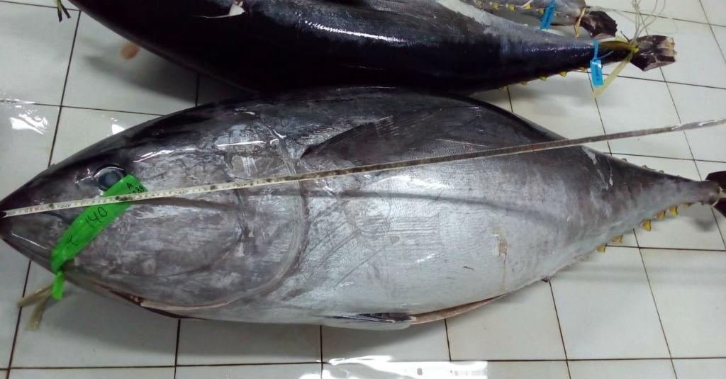 Indonesia Raih Tambahan Kuota Tangkapan Tuna Sirip Biru
