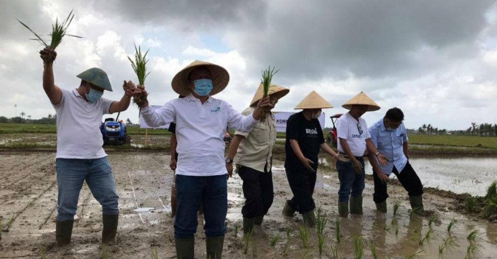 Intani Bangun Korporasi Petani Padi 1.000 Hektare