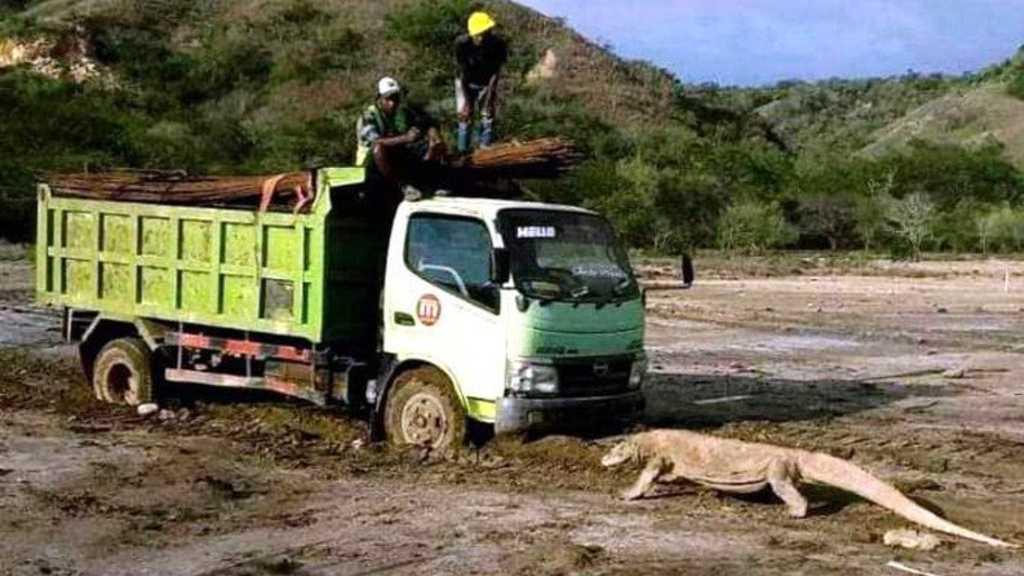 Viral Komodo Hadang Truk, DPR: Pesan Simbolik Pembangunan yang Mengusik