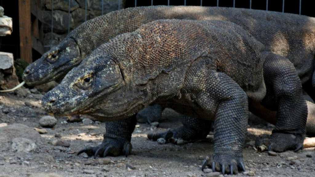 1.000 Komodo di Taman Nasional Dipasangi Chip