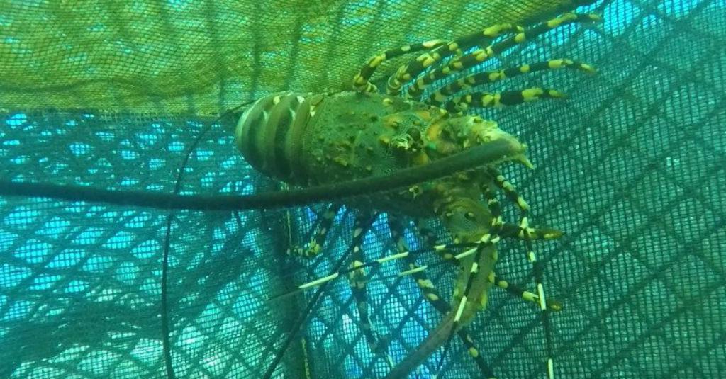 Kran Benih Lobster Dibuka, SOP Ekspor Tetap Jadi Perhatian