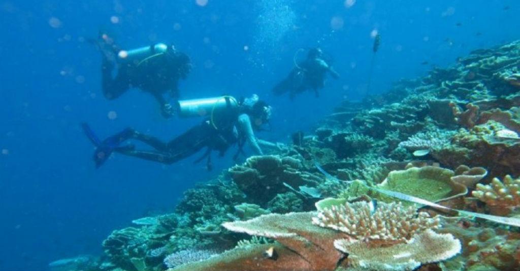 Menteri Edhy: Menanam 1 Koral Sama dengan 20 Pohon