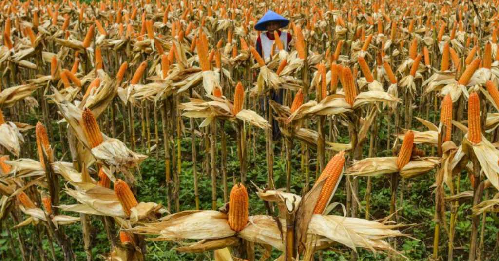 Data Pertanian Jagung Sumbawa Kurang Bagus, DPR: Perlu Ditingkatkan