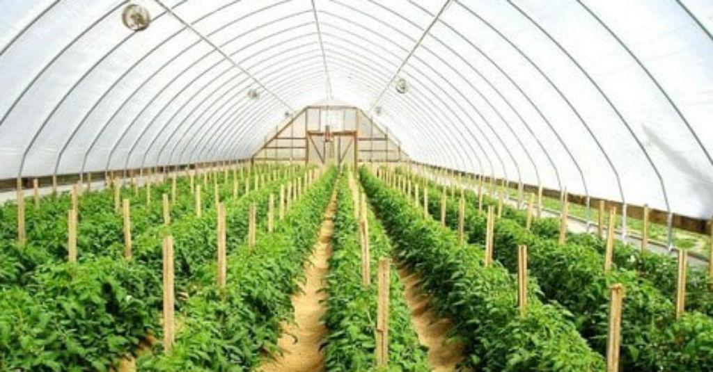 Akademisi UI Minta Masyarakat Kampanyekan Buah Lokal