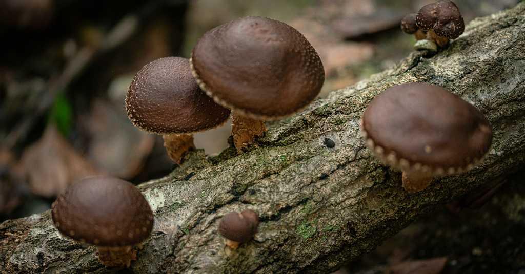 Lagi Populer, Ini 6 Manfaat Jamur Shiitake