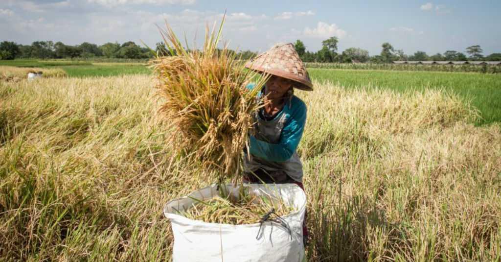 BPS: Nilai Tukar Petani Oktober 2020 Naik 0,58 Persen