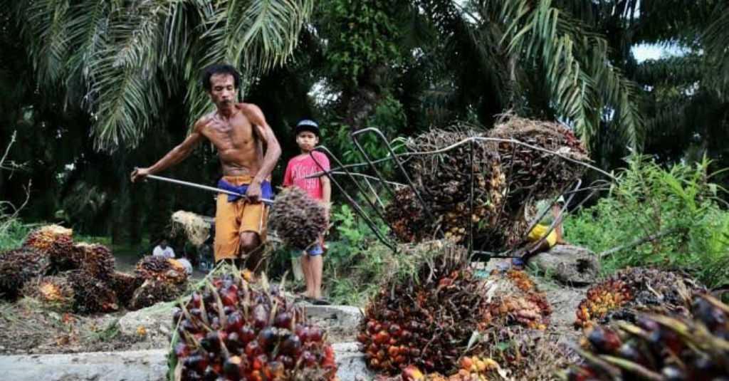 Perubahan Iklim La Nina Buat Harga Sawit Naik