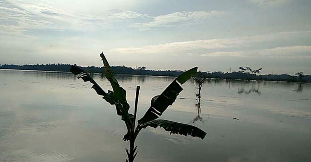 Ratusan Hektare Sawah di Cilacap Terdampak Banjir
