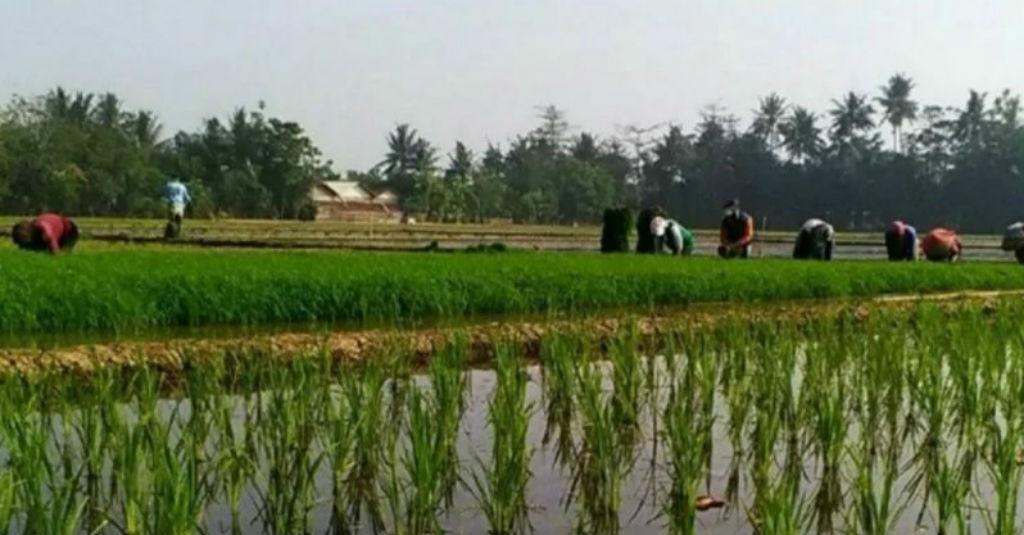 Meski Pandemi COVID-19, Daya Beli Petani Sulut Justru Meningkat