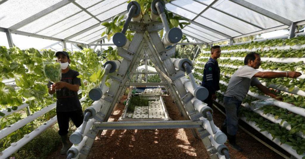 Pemerintah Dukung Pengembangan Produk Pertanian Organik