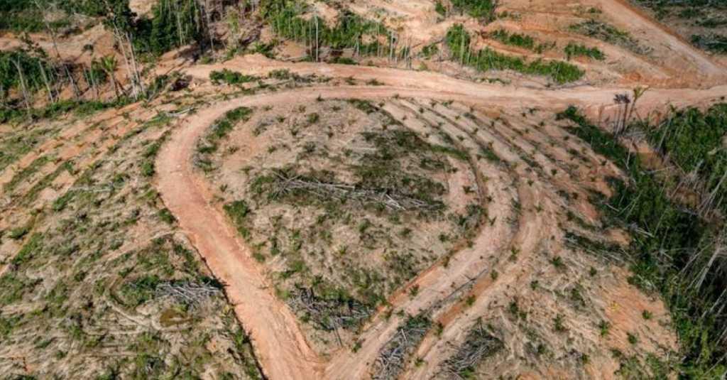 Walhi Kritisi Kebijakan 'Food Estate' di Kawasan Hutan Lindung