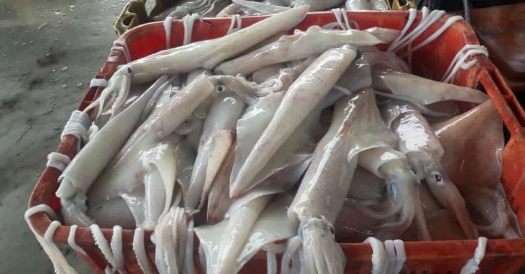 Dorong Ekspor Produk Perikanan, BC Sarankan Ekstensifikasi Objek Ekspor