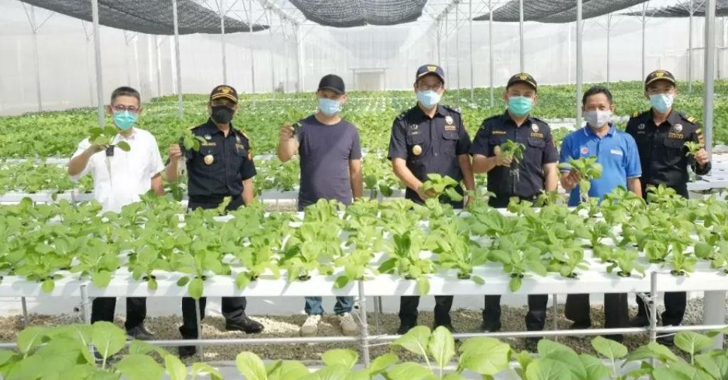 BC Batam Dorong Ekspor Produk Hidroponik Lewat Customs Visit Customer