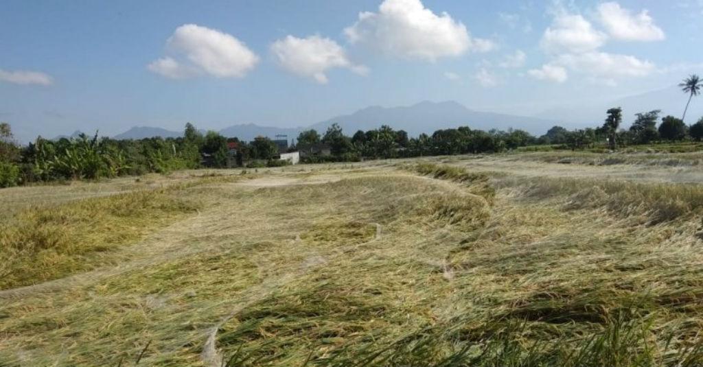 6,75 Ha Padi di Mataram Tumbang Diterjang Puting Beliung