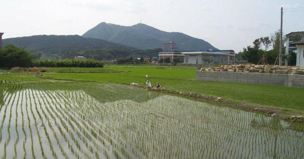 Mantap, Menkeu Siapkan Asuransi Gagal Panen dan Peternak