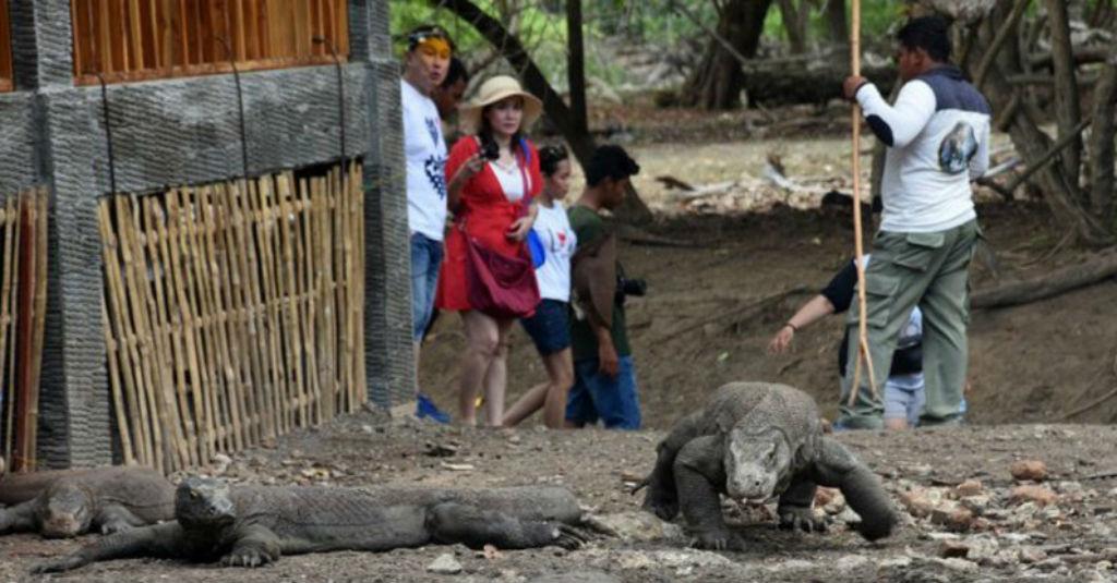 Tren Kunjungan Wisatawan ke Pulau Komodo Meningkat