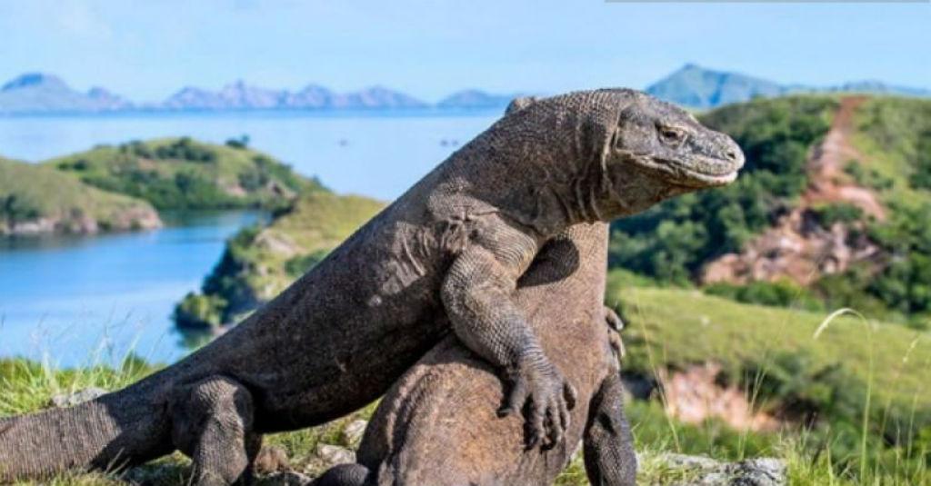 Peneliti Ungkap Komodo Lebih Aktif Dengan Minimnya Aktivitas Manusia