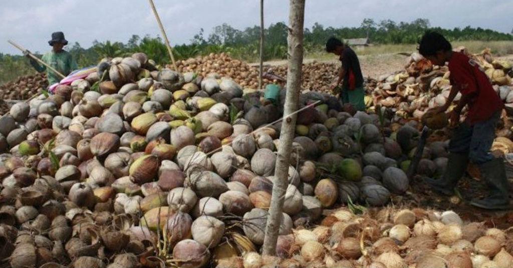 Perpekindo Tolak Rencana Pelarangan Ekspor Kelapa Bulat