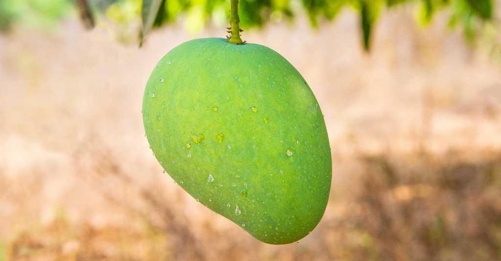 Manfaat Kulit Mangga yang Jarang Terungkap