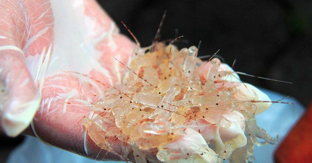 ICW Beberkan Persoalan Ekspor Benih Lobster