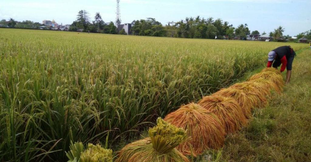 BPS: Nilai Tukar Petani Naik Tipis di November 2020