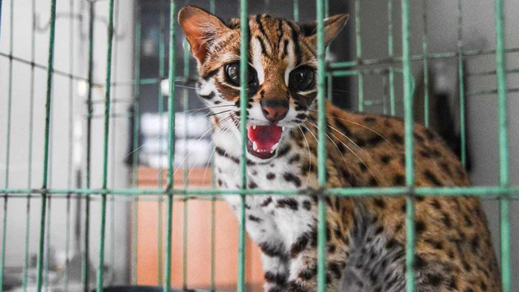 Duh, Kucing Hutan Diselamatkan dari Tempat Hiburan di Kota Pekanbaru