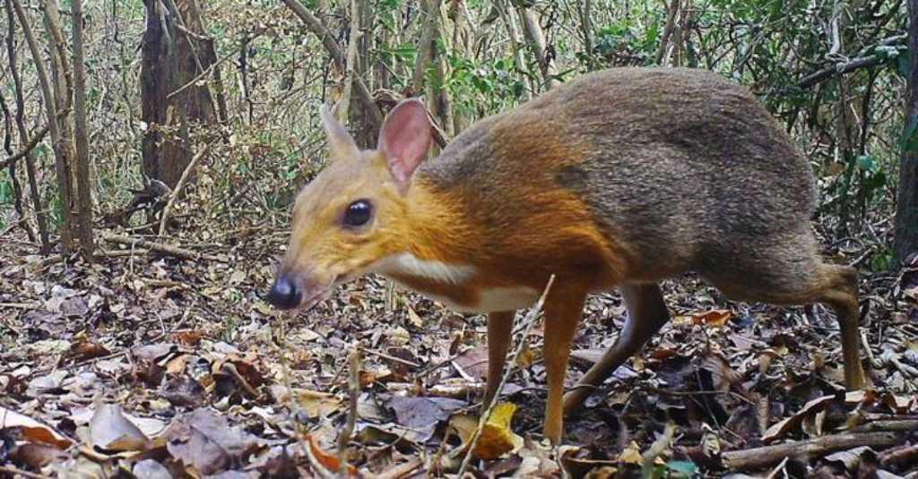 Rusa Unik Langka Sebesar Korek Api Lahir di Polandia