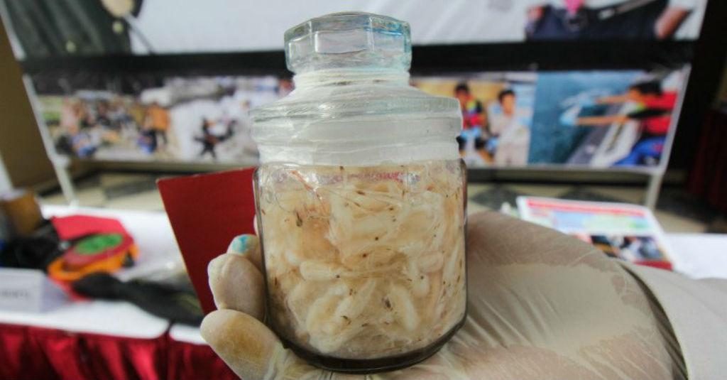 Ketika Menteri Edhy Menjabat, 3 Juta Ekor Benur Asal Bengkulu Diekspor