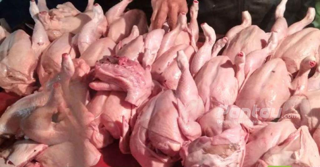 Optimalkan Serapan Ayam Potong, PT PPI Kembangkan Perdagangan Daring