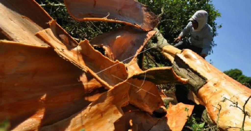 Eksportir Kulit Manis di Sumbar Akui Kesulitan Bahan Baku