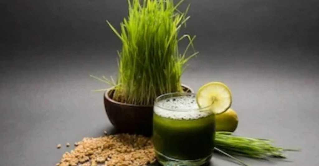Coba Minum Jus Rumput Gandum Setiap Pagi dan Rasakan Manfaatnya