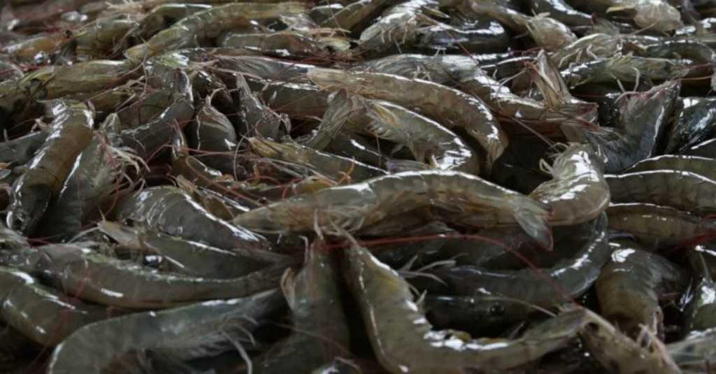 BPS: Per Oktober 2020, Nilai Ekspor Udang-Ikan Daerah Ini Capai USD281 Juta