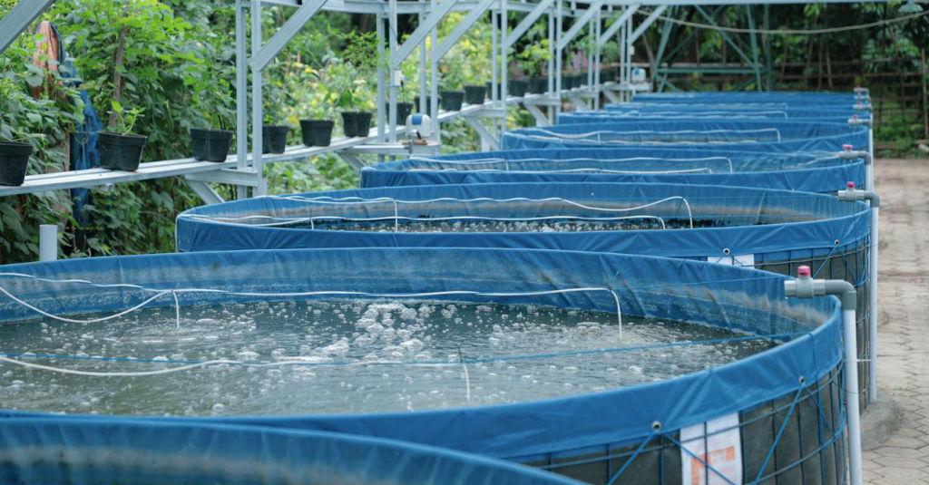 Picu Akselerasi Ekonomi, Ini Keunggulan Budidaya Lele Sistem Bioflok