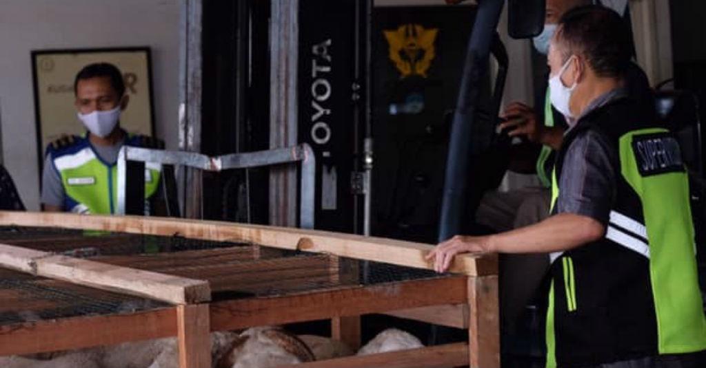 BC Juanda Fasilitasi Ekspor Perdana 2.119 Ekor Domba ke Brunei Darussalam