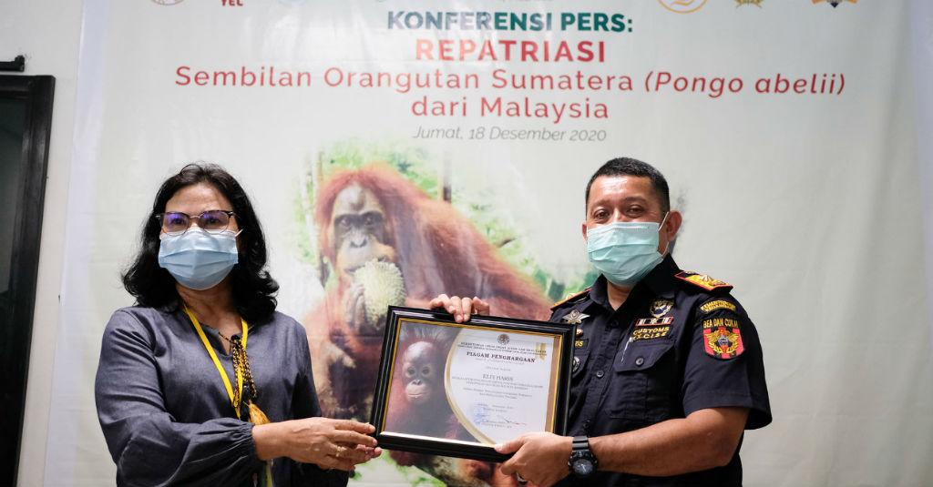 Bea Cukai Kualanamu Fasilitasi Pemulangan Orang Utan dari Malaysia