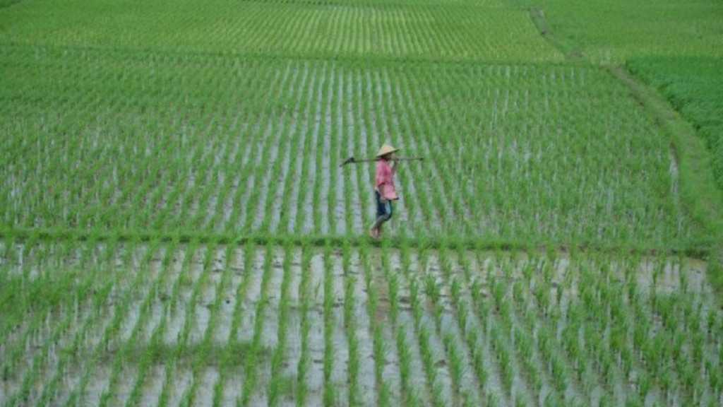 Pesan Anggota Komisi IV DPR RI kepada Mentan Soal Program Kartu Tani