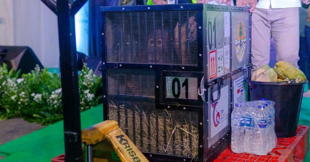 Pemulangan Orangutan, Pererat Hubungan Baik RI dengan Thailand dan Malaysia