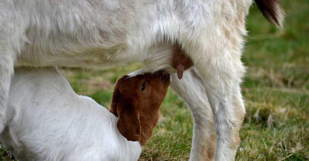 Lebih Baik dari Susu Sapi, Ini 7 Manfaat Susu Kambing