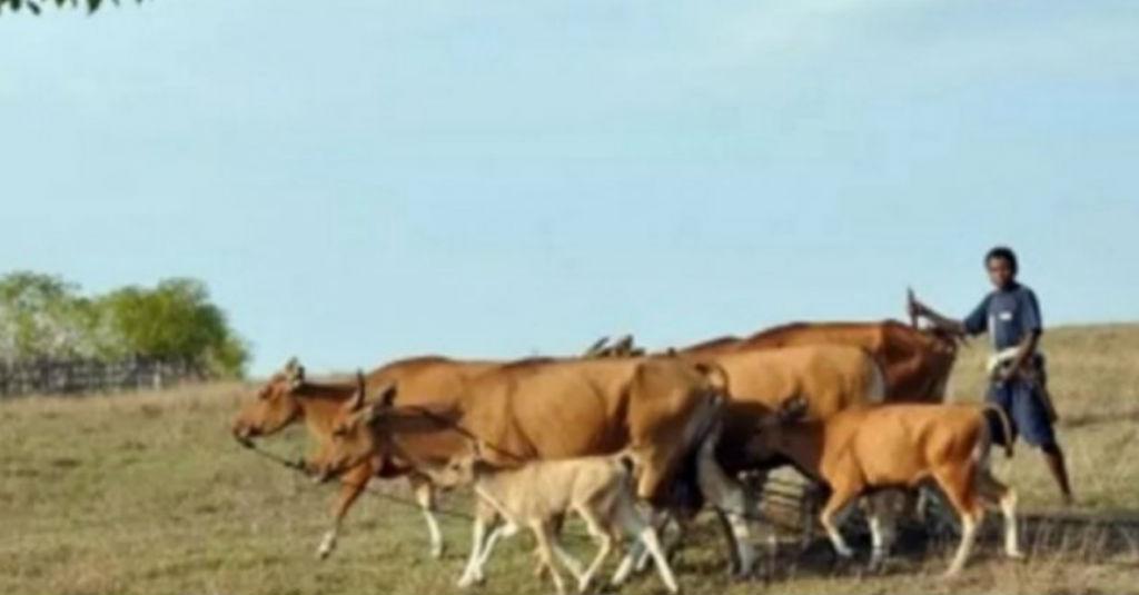 Tutupi Impor Daging, NTT Kembangkan Sentra Pembibitan Sapi