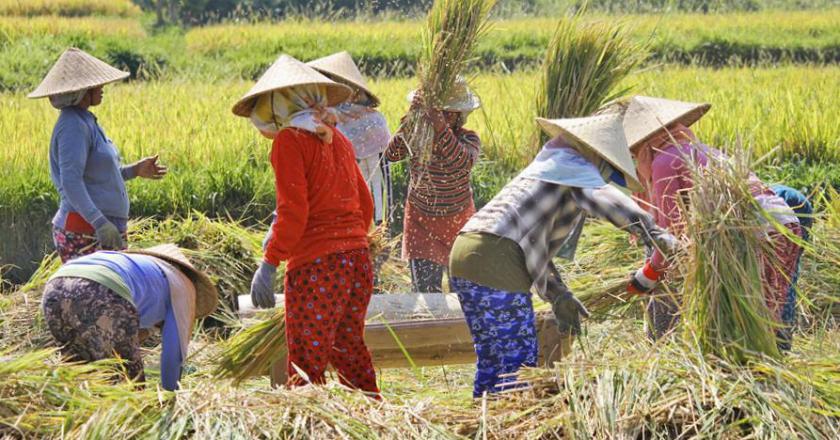 Manfaatkan Teknologi, Petani NTB Berhasil Tingkatkan Hasil Panen di Musim Kering